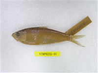 藏品(白腹小砂(魚丁))的圖片